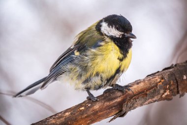 Tit with a damaged paw. Cute bird Great tit, songbird sitting on a branch without leaves in the autumn or winter. Parus major