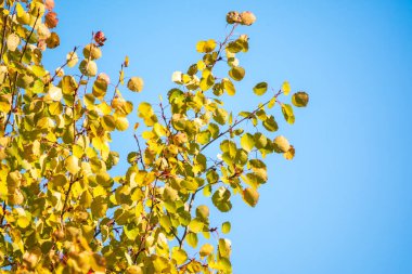 Sonbaharda mavi arka planda sarı yapraklı huş dalları. Kuru sonbahar yaprakları arka plan, altın huş ağacı yaprakları, sonbahar parkı, mevsimler değişir, sonbahar doğası.