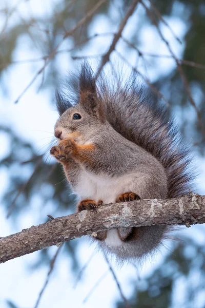 Scoiattolo Con Noce Siede Rami Abete Nell Inverno Autunno Scoiattolo — Foto Stock