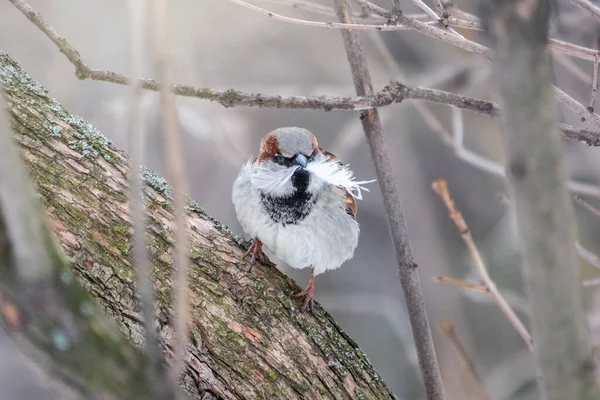 Serçesi Passer Domesticus Gagasında Tüyler Olan Yapraksız Bir Dalda Oturuyor — Stok fotoğraf