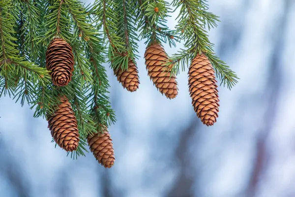 Ramos Abeto Verde Com Agulhas Muitos Cones Inverno Muitos Cones — Fotografia de Stock