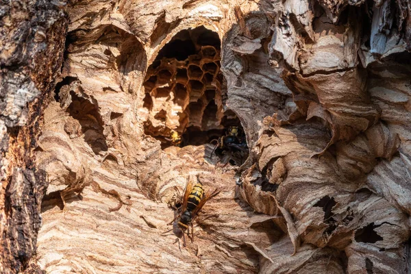 Entrance Hornet Nest Tree Hollow Jack Predatory Wasps European Hornet — Stock Photo, Image