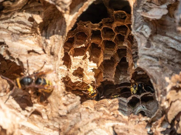 Eingang Zum Wespennest Der Baumhöhle Jack Räuberische Wespen Die Europäische — Stockfoto