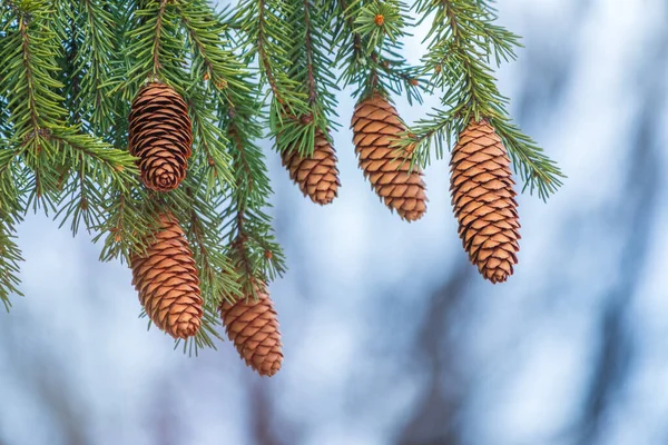 Groene Sparren Takken Met Naalden Veel Kegels Winter Veel Kegels — Stockfoto