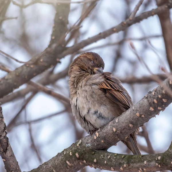 Serçe Kuş Kışın Sonbaharın Sonlarında Bir Ağaç Dalında Tüyleri Temizler — Stok fotoğraf