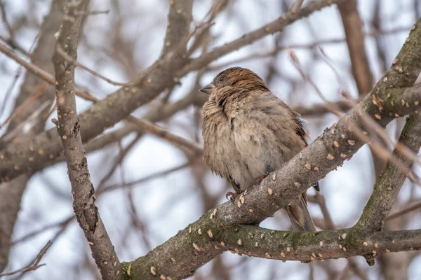 Sparrow Zit Een Tak Zonder Bladeren Met Sneeuw Sparrow Een — Stockfoto