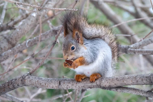 Eekhoorn Met Noot Zit Winter Late Herfst Aan Een Boom — Stockfoto