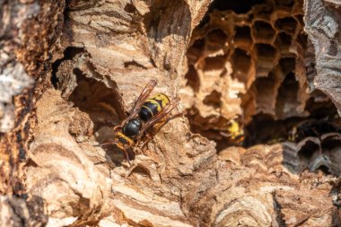 Ağaç boşluğundaki eşekarısı kovanına giriş. Yırtıcı eşek arıları Jack. Avrupa eşek arısı, latte. Vespa crabro, Avrupa 'nın en büyük eusocial eşekarısıdır.