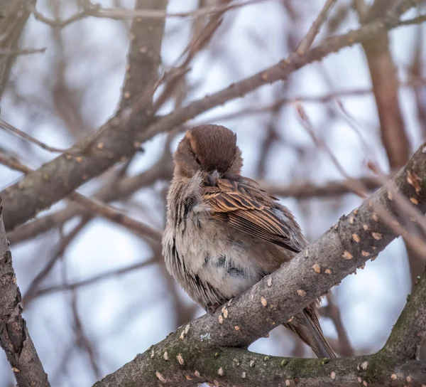 Σπουργίτι Καθαρίζει Φτερά Κλαδί Δέντρου Χειμώνα Στα Τέλη Του Φθινοπώρου — Φωτογραφία Αρχείου