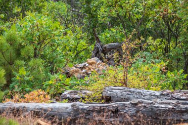 Sonbahar ormanında kökleri olan devrilmiş büyük bir ağaç. Ormanın derinliklerinde.