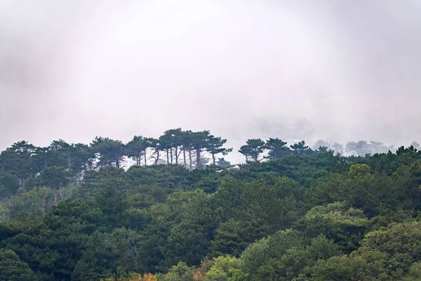 Ormanlı yamaçları ve bulutlarda saklı tepeleri olan yüksek dağlar. Bulutlu bir günde dağlarda yoğun sis.