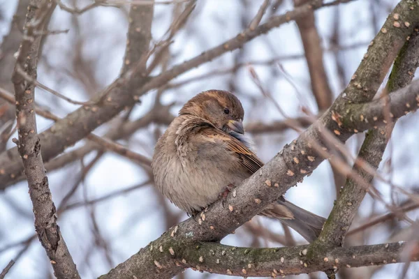 Serçe Kuş Kışın Sonbaharın Sonlarında Bir Ağaç Dalında Tüyleri Temizler — Stok fotoğraf