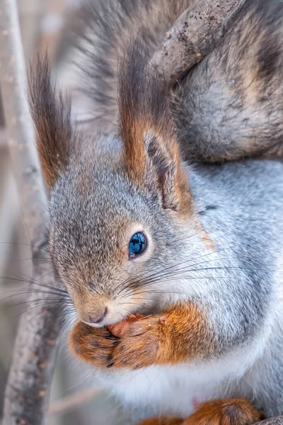 Écureuil Noix Est Assis Sur Arbre Hiver Automne Écureuil Roux — Photo