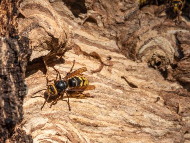 Avrupa eşek arısı, latte. Vespa crabro, Avrupa 'nın en büyük eusocial eşekarısıdır. Ağaç boşluğundaki eşekarısı kovanına giriş. Jack yırtıcı eşekarıları.