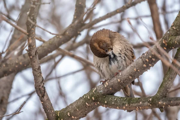 Sparrow Bird Reinigt Veren Een Boomtak Winter Late Herfst Sparrow — Stockfoto