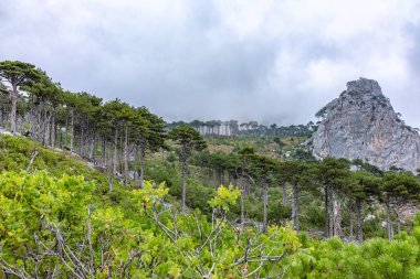 Ormandaki yüksek taştan kayalar sisli bir yamaçta. Dağ yamacındaki yeşil çam ormanı. Bulutlu bir günde dağlarda yoğun sis.