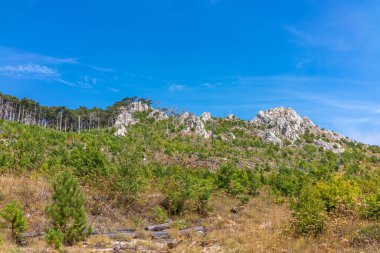 Yeşil ağaçlar ve dağ yamacında eski kuru bir ağaç. Güneşli yaz ya da sonbahar günlerinde bir yamaçta kozalaklı ağaçlar.