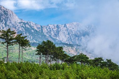 Dağ yamacındaki yeşil çam ormanı. Ormanlık yamaçları ve tepeleri bulutların arasına gizlenmiş yüksek kayalık dağlar. Bulutlu bir günde dağlarda yoğun sis.