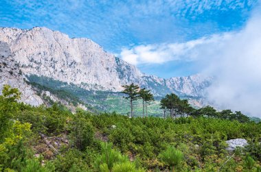Mavi arka planda yüksek kayalık dağlar. Dağ yamacındaki yeşil çam ormanı. Yeşil ve kayalık yamaçlı dağ sıraları.