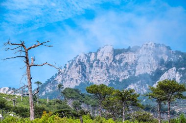 Sisli yaz gününde bir yamaçta kozalaklı ağaçlar. Yeşil ağaçlar ve dağ yamacında eski kuru bir ağaç. Mavi arkaplanda yüksek kayalık dağlar.