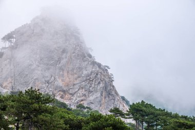 Yoğun siste yüksek taş kayalar. Dağ yamacında yeşil çam ağaçları. Bulutlu bir günde dağlarda yoğun sis.