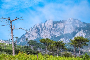 Sisli yaz gününde bir yamaçta kozalaklı ağaçlar. Yeşil ağaçlar ve dağ yamacında eski kuru bir ağaç. Mavi arkaplanda yüksek kayalık dağlar.