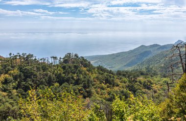 Deniz kıyısındaki dağ yamacında yeşil ağaçlar. Güzel bulutlu mavi gökyüzü