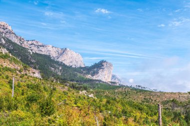 Yüksek bir kayalık dağın yamacında düşen çamlar. Yüksek taş kaya ve orman bir tepenin yamacında sislerin içinde mavi gökyüzü arka planında. Dağ yamacında yeşil çam ormanı.
