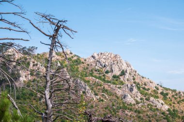 Dağ yamacındaki yaşlı kuru ağaç. Yüksek bir kayalık dağın dik yamacında düşen çamlar. Mavi arka planda yüksek kayalık dağlar. Yeşil ve kayalık yamaçlı dağ sıraları.