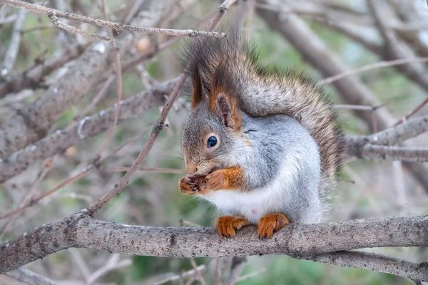 Scoiattolo Con Noce Siede Albero Nell Inverno Autunno Tardo Scoiattolo — Foto Stock