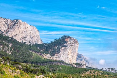 Yalnız çam ağacının altında atların olduğu sonbahar manzarası. Sonbahar bozkırlarında yalnız bir ağacın altında atlar. Mavi gökyüzü arkaplanı