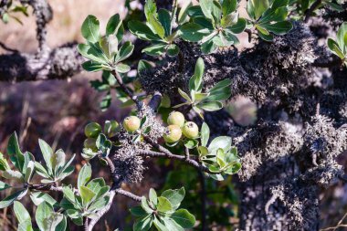 Yalnız çam ağacının altında atların olduğu sonbahar manzarası. Sonbahar bozkırlarında yalnız bir ağacın altında atlar. Mavi gökyüzü arkaplanı