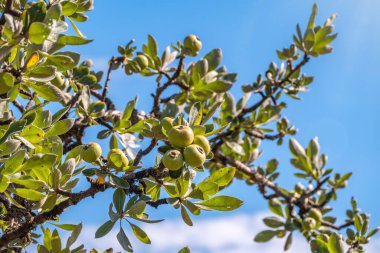 Yalnız çam ağacının altında atların olduğu sonbahar manzarası. Sonbahar bozkırlarında yalnız bir ağacın altında atlar. Mavi gökyüzü arkaplanı