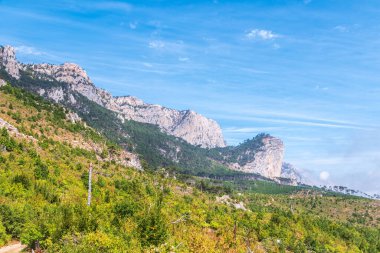 Yalnız çam ağacının altında atların olduğu sonbahar manzarası. Sonbahar bozkırlarında yalnız bir ağacın altında atlar. Mavi gökyüzü arkaplanı