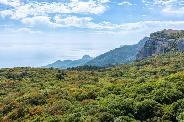 Φθινοπωρινό Τοπίο Άλογα Κάτω Από Μοναχικό Πεύκο Άλογα Φθινόπωρο Στέπα — Φωτογραφία Αρχείου