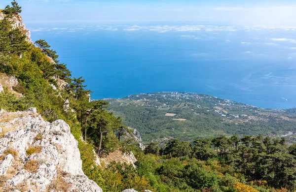 Φθινοπωρινό Τοπίο Άλογα Κάτω Από Μοναχικό Πεύκο Άλογα Φθινόπωρο Στέπα — Φωτογραφία Αρχείου