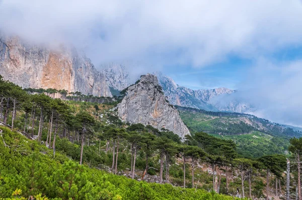 Yalnız çam ağacının altında atların olduğu sonbahar manzarası. Sonbahar bozkırlarında yalnız bir ağacın altında atlar. Mavi gökyüzü arkaplanı