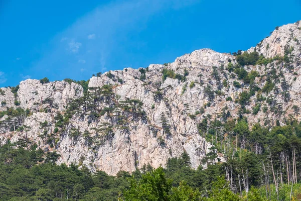 Yalnız çam ağacının altında atların olduğu sonbahar manzarası. Sonbahar bozkırlarında yalnız bir ağacın altında atlar. Mavi gökyüzü arkaplanı