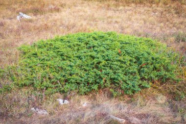 Sonbahar sarısı çimenlerin arasında alçak ardıç çalısı. Ardıç çalılarıyla sonbahar manzarası.