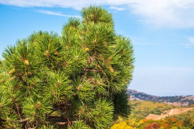 Sonbahar manzarası ve mavi gökyüzünün arka planında uzun iğneler olan yeşil çam ağacı. Uzun iğneli yemyeşil çam ağacından bir taç. Tazelik, doğa, konsept. Latince: Pinus brutia