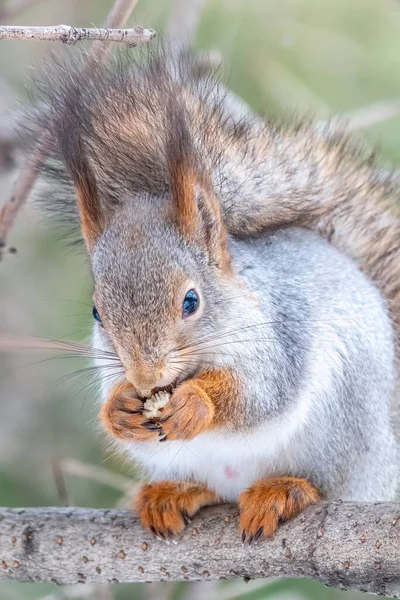 Scoiattolo Con Noce Siede Albero Nell Inverno Autunno Tardo Scoiattolo — Foto Stock