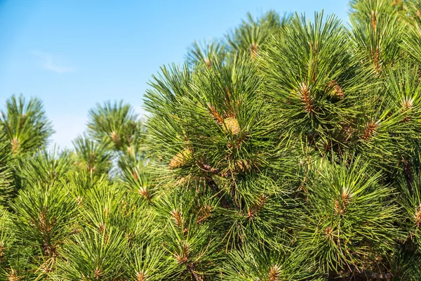 Pino Verde Con Lunghi Aghi Uno Sfondo Cielo Blu Corona — Foto Stock