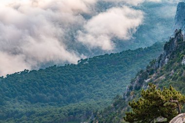 Yüksek taş kaya ve orman bir tepenin yamacında sislerin içinde mavi gökyüzü arka planında. Dağ yamacındaki yeşil çam ormanı. Bulutlu bir günde dağlarda sis.