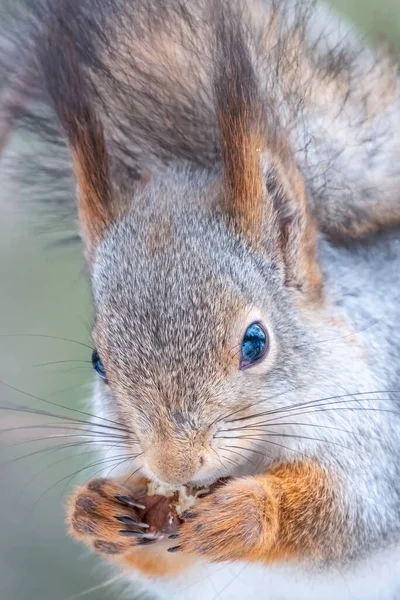 Squirrel Nut Sits Tree Winter Autumn Eurasian Red Squirrel Sciurus — Stock Photo, Image