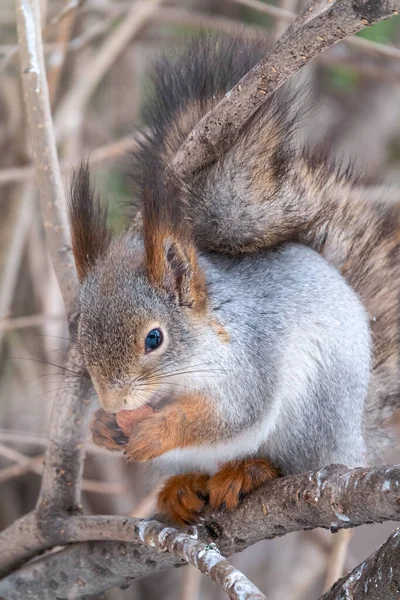 견과류가 다람쥐는 겨울이나 늦가을에 나무에 앉는다 유라시아붉은 다람쥐 Sciurus Vulgaris — 스톡 사진