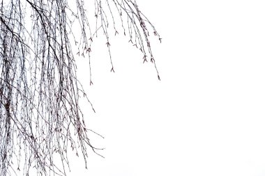 Sonbaharda, kışın veya ilkbaharın başında, parlak beyaz bir gökyüzüne karşı çıplak huş dalları. Boşluk arkaplanı kopyala