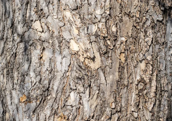 Çam kabuğu arkaplan dokusu. Eski çam kabuğu yüzey dokusunun yakın çekimi