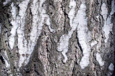Ağaç kabuğu dokusu. Birch, Betula Pendula, kış ormanlarında ağaç gövdesi.