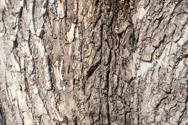 Texture Pine Bark Background Close Old Pine Bark Surface Texture — Stock Photo, Image