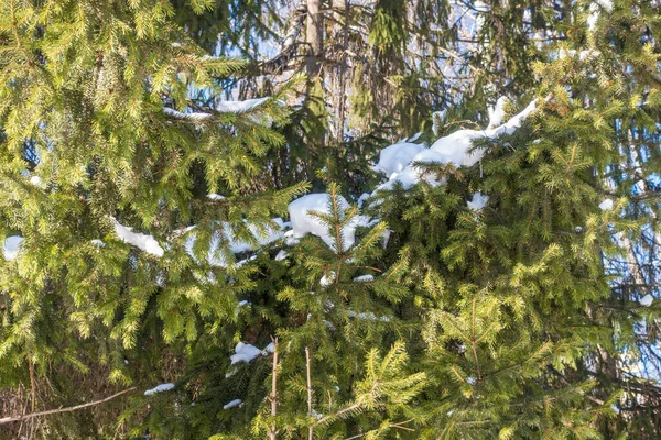 在夕阳西下 松树枝被雪覆盖 白雪公主枝被太阳光照耀着 — 图库照片
